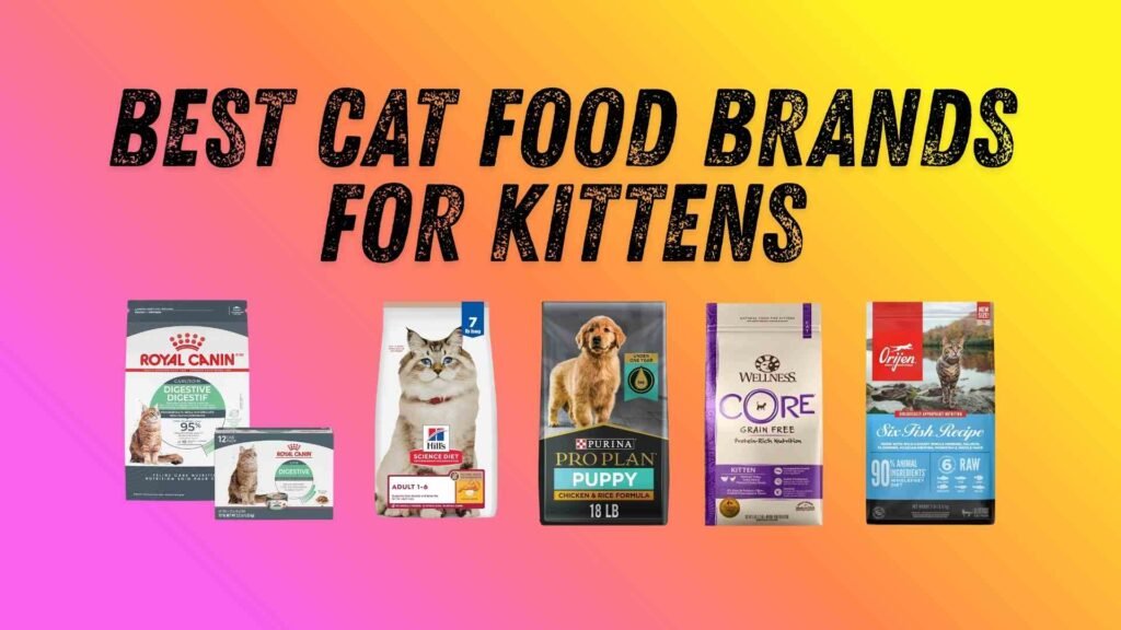 Best Cat Food Brands for Kittens