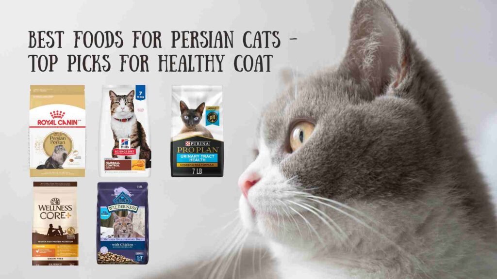 Best Food for Persian Cats