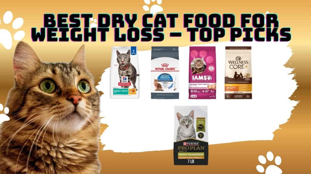 best dry cat food for weight loss