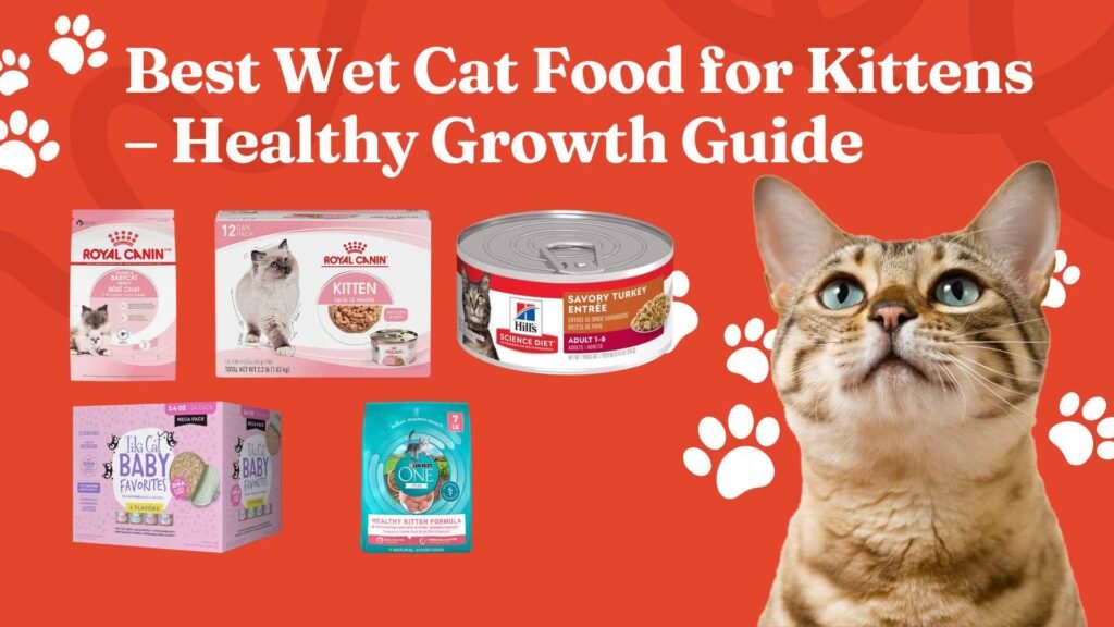 best wet cat food for kittens