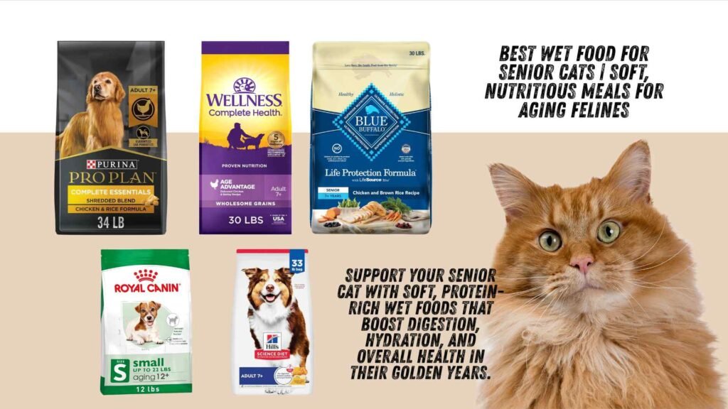 best wet food for senior cats