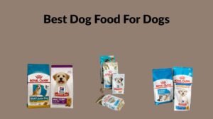 best dog food for dogs