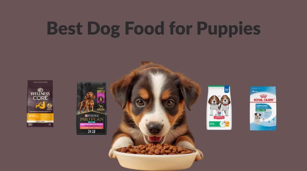 Best Dog Food for Puppies