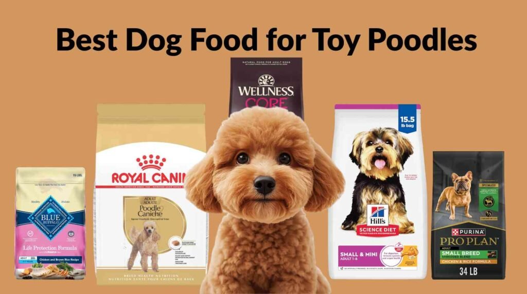 best dog food for toy poodles