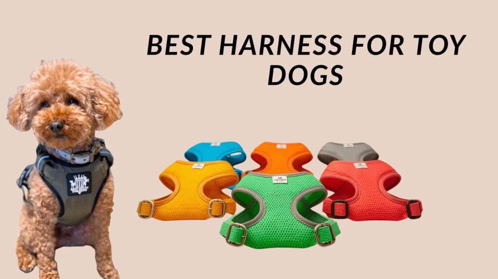best harness for toy dogs